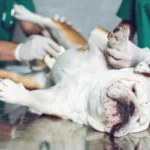 Campanha de Castração Gratuita de Cães e Gatos – Últimas Vagas!